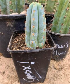 PEYOTE CACTUS